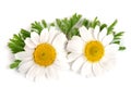 Two chamomile or daisies with leaves isolated on white background Royalty Free Stock Photo