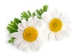 Two chamomile or daisies with leaves isolated on white background Royalty Free Stock Photo