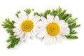 two chamomile or daisies with leaves isolated on white background Royalty Free Stock Photo