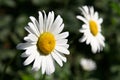 Two chamomile flowers on green background close up