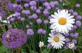 Two chamomiles on the background of mauve flowers. Beautiful white daisies close-up