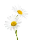 Two Chamomiles (Ox-Eye Daisy ) isolated on white background Royalty Free Stock Photo