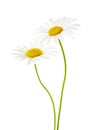 Two Chamomiles Ox-Eye Daisy isolated on white background