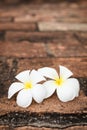 Two champa (plumeria) flowers