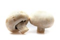 Two Champignons Mushrooms