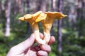 Two chantarelles