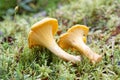 Two chantarelles laying in the moss