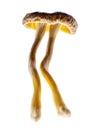 Two Chanterelle mushrooms isolated on a white background Royalty Free Stock Photo