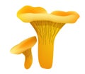 two chanterelle mushrooms isolated on white background. Realistic mushroom render Royalty Free Stock Photo