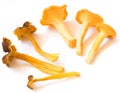 Two chanterelles form