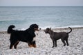 Two charming friendly family dog breeds in game. Puppy of American pit bull terrier of blue color plays with large Bernese Royalty Free Stock Photo