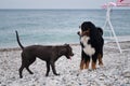 Two charming friendly family dog breeds in game. Puppy of American pit bull terrier of blue color plays with large Bernese Royalty Free Stock Photo