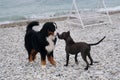 Two charming friendly family dog breeds in game. Puppy of American pit bull terrier of blue color plays with large Bernese Royalty Free Stock Photo