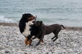 Two charming friendly family dog breeds in game. Puppy of American pit bull terrier of blue color plays with large Bernese Royalty Free Stock Photo