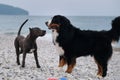 Two charming friendly family dog breeds in game. Puppy of American pit bull terrier of blue color plays with large Bernese Royalty Free Stock Photo