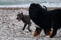 Two charming friendly family dog breeds in game. Puppy of American pit bull terrier of blue color plays with large Bernese Royalty Free Stock Photo