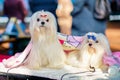 Two charming Maltese lapdogs on the grooming table at the dog show