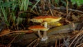 Two mushrooms in a damp place in the forest, growing out of a tree. Royalty Free Stock Photo