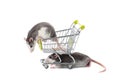 Two charming rats play with a cart of the buyer.
