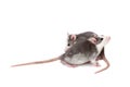 Two charming rats on a pure white background.