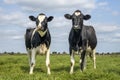 Two cows, youngsters, looking curious and cheerful together, black and white in a green field and blue sky and a straight Royalty Free Stock Photo