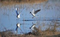 Two cheerful black headed gulls performing mating rituals Royalty Free Stock Photo