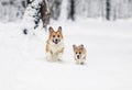 two dog red Corgi with their puppy run merrily through the white snow in the winter Park