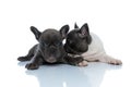 Two cheerful French bulldog cubs kissing and sniffing