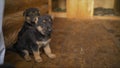 Shepherds puppys. Two cheerful friends. Two puppies of a German shepherd. Royalty Free Stock Photo