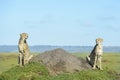 Two Cheetah Acinonix jubatus on hill