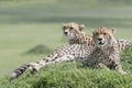 Two Cheetah Acinonix jubatus lying down on hill Royalty Free Stock Photo