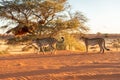 Two cheetah Acinonyx jubatus walking by, Kalahari desert, Namibia. Royalty Free Stock Photo