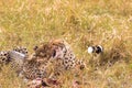 Two cheetah brothers congratulate each other on prey. Masai Mara, Kenya Royalty Free Stock Photo