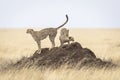 Two cheetah brothers standing on a termite mound in the open plains of Serengeti in Tanzania Royalty Free Stock Photo