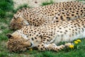 Two Cheetah Cats sleeping in the grass, Acinonyx Jubatus Royalty Free Stock Photo