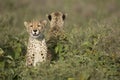 Two Cheetah cubs (Acinonyx jubatus) in Tanzania Royalty Free Stock Photo