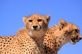 Two cheetah cubs blue sky Royalty Free Stock Photo