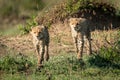 Two cheetah cubs cross grass towards camera Royalty Free Stock Photo
