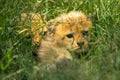 Two cheetah cubs hiding in long grass Royalty Free Stock Photo