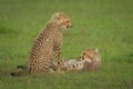 Two cheetah cubs lie and sit together Royalty Free Stock Photo