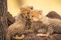 Two cheetah cubs lie together looking down Royalty Free Stock Photo