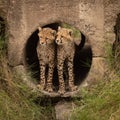 Two cheetah cubs look out from pipe Royalty Free Stock Photo