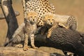 Two cheetah cubs look right from branches Royalty Free Stock Photo