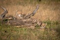 Two cheetah cubs lying beside dead log Royalty Free Stock Photo