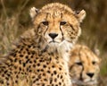 Two cheetah cubs in Phinda Royalty Free Stock Photo