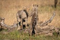 Two cheetah cubs play fighting on log Royalty Free Stock Photo