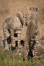 Two cheetah cubs play fighting on logs Royalty Free Stock Photo