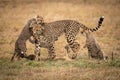 Two cheetah cubs playing with their mother Royalty Free Stock Photo