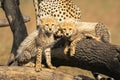 Two cheetah cubs scowling on fallen branches Royalty Free Stock Photo