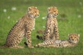 Two cheetah cubs sit by another lying Royalty Free Stock Photo